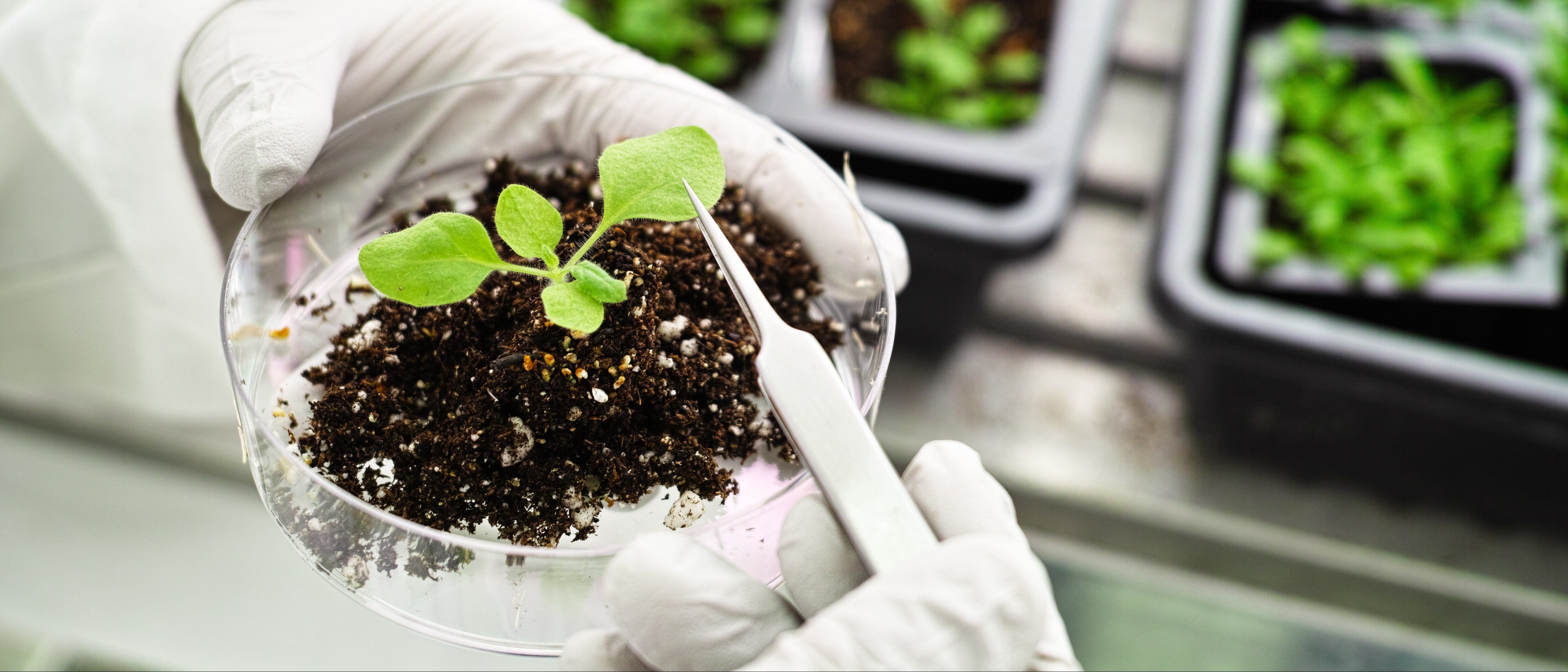 A gloved hand testing a plant growing from soil in a petri dish